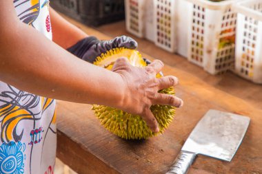 Malezya 'dan taze Durian meyvesi kısmen açıldı ve dikenli derilerin içinde duran parlak sarı etleri ortaya çıkardı. Kadın eli satılık büyük bir meyveyi açıyor.