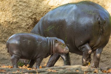 Şirin küçük pigme su aygırı yavrusu Choeropsis liberiensis annesi seçici odaklı. Anne ile küçük bir oyun.