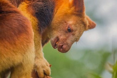 Goodfellow's Tree Kangaroo, dendrolagus goodfellowi buergersi, Adult closeup. portrait of very cute rare red animal. arboreal endemic of new guinea. clipart