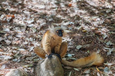 Mohren Maki in its natural habitat, in the forest of Madagascar . A small cute red fluffy animal sits on a tree clipart