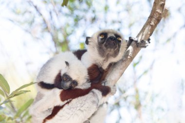 Nesli tükenmekte olan Coquerels Sifaka Lemur Propithecus coquereli. Madagaskar ormanlarında, doğal ortamında büyük şaşkın gözlerle küçük beyaz saçlı primat..