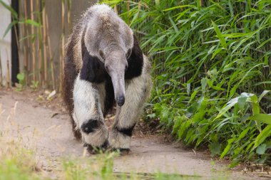 Giant anteater cute animal from Brazil. Myrmecophaga tridactyla, animal with long tail, long nose and long grey fur clipart