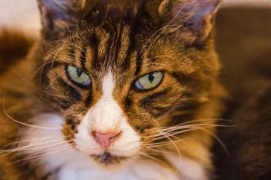 Güzel, uzun saçlı, yerli, gri, beyaz bir Rakun kedisi beyaz mobilyaların yanında beyaz bir battaniyenin üzerinde uzanıyor ve kendini yıkıyor.