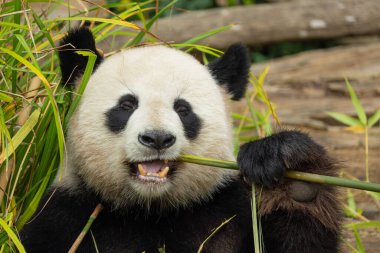Seçici odak noktasında dev bir panda portresi. Komik siyah beyaz ayı bambu yer. göz teması