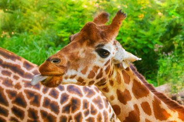 Yeşil doğal altyapıya odaklanmış seçici zürafa. Üç günlük bebeği olan bir zürafa ailesi, bir zürafa sürüsü. Ayrıntılı bir hayvan portresi