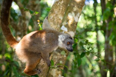 Taç giymiş lemur Eulemur Coronatus, Madagaskar 'dan bir hayvan. Palmarium Park Oteli. Seçici odak noktası kafasında kırmızı desenli sevimli, komik gri bir hayvan..