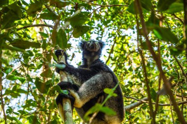 Lemur Indri indri, babakoto Madagaskar 'dan en büyük siyah beyaz lemur. Arkadan ışıklandırılmış yağmur ormanı arka planı, yakın plan, seçici odaklı delici mavi gözlü sevimli hayvan. Palmarium Park Oteli