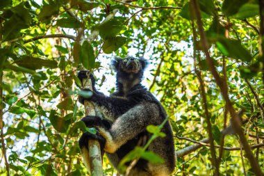 Lemur Indri indri, babakoto black and white largest lemur from Madagascar. backlit rainforest background, close-up.cute animal with piercing blue eyes in selective focus. Palmarium park hotel clipart