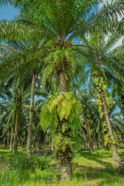 Palm trees path way on sunny day. palm grove for production. Palm oil industry in Malaysia is number one in the world clipart