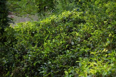 Sri Lanka 'daki yüksek dağ çay tarlası. Olgun yeşil yapraklar çalıların üzerinde, hasat için hazır. Bu tür çayın özellikle değeri ve tadı harikadır. Doğa geçmişi. Çay içecekler konsepti