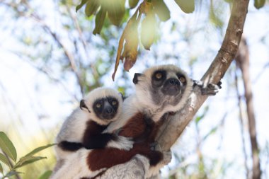 Nesli tükenmekte olan Coquerels Sifaka Lemur Propithecus coquereli. Madagaskar ormanında, doğal ortamında sevimli beyaz saçlı bir primat.