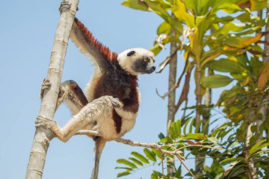 Nesli tükenmekte olan Coquerels Sifaka Lemur Propithecus coquereli. Madagaskar ormanında, doğal ortamında sevimli beyaz saçlı bir primat.