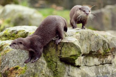 Asyalı küçük pençeli su samuru Amblonyx cinerea, aynı zamanda doğulu küçük pençeli su samuru veya kayanın üzerindeki küçük pençeli su samuru olarak da bilinir. Küçük sevimli kahverengi bir hayvanın detaylı portresi.