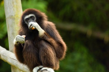 Ilar gibbon Hylobatidae familyasından nesli tükenmekte olan bir primat olan beyaz elli jibon olarak da bilinir. Uzun kolları ve kısa gövdesi olan sevimli pofuduk maymun.