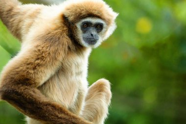 lar gibbon Hylobates lar also known as white-handed gibbon, an endangered primate in gibbon family, Hylobatidae. cute fluffy monkey with long arms and short body clipart