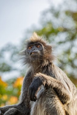 portrait of Tufted gray langur Semnopithecus priam, also known as Madras gray langur, and Coromandel sacred langur. grey funny shaggy monkey living free in natural habitat, in Malaysia city park clipart