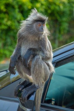 Tufted gri langur Semnopithecus priam, Madras gray ve Coromandel kutsal langur portresi. Gri komik tüylü maymun doğal yaşam alanında özgürce yaşıyor. Parkın yanındaki bir arabaya atlamak.