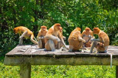 Borneo, Mangrove 'daki Proboscis Monkey Nasalis Larvatus. Vahşi doğada uzun burunlu komik kırmızı maymunlar. Küçük bir platformda oturup yemek yemek.