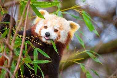 Kırmızı panda Ailurus fulgens, küçük bir memelidir. parlak kırmızı kürklü ve geniş şirin ağızlıklı sevimli, tüylü bir hayvan bir ağaca oturur ve genç bambu filizlerini yer.