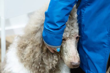 Sahibinin yanında büyük, güzel, bej bir kraliyet kanişi. Kadının eli köpeğin yüzünde, ağzı açık.