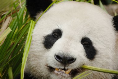 Seçici odak noktasında dev bir panda portresi. Komik siyah beyaz ayı bambu yer. göz teması