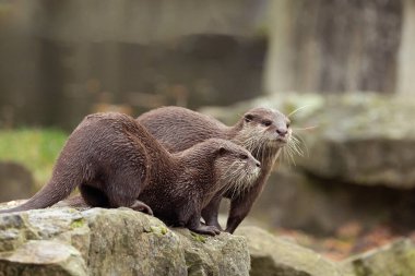 Asyalı küçük pençeli su samuru Amblonyx cinerea, aynı zamanda doğulu küçük pençeli su samuru veya kayanın üzerindeki küçük pençeli su samuru olarak da bilinir. Küçük sevimli kahverengi bir hayvanın detaylı portresi.