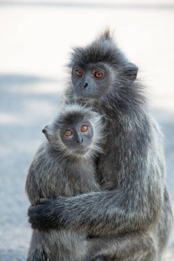 Tufted gri langur Semnopithecus priam, Madras gray ve Coromandel kutsal langur portresi. Gri komik tüylü maymun doğal yaşam alanında özgürce yaşıyor. Anne ve yavrusu.