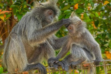 portrait of Tufted gray langur Semnopithecus priam, also known as Madras gray langur, and Coromandel sacred langur. grey funny shaggy monkey living free in natural habitat, in Malaysia city park clipart