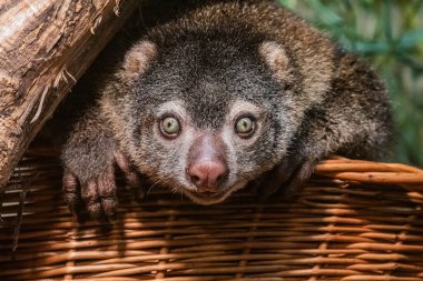 Şirin vahşi ayı cuscus aulirops ursinus arboreal. Asya 'da ağaçlarda yaşayan küçük, sevimli, ender bulunan bir hayvan.