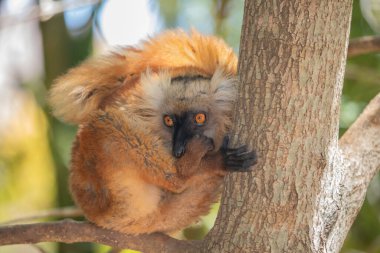 Mohren Maki doğal ortamında, Madagaskar ormanında. Küçük tatlı kırmızı tüylü bir hayvan ağaçta oturuyor.