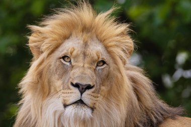 close-up image of a lion's face. lion has thick mane, showing off the fine details of its fur and features. lion male portrait on green natural background clipart