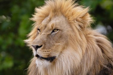 Bir aslanın yüzünün yakın plan görüntüsü. Aslan, kürkünün ve özelliklerinin ince detaylarını gösteren kalın yeleye sahiptir. Yeşil doğal arka planda aslan erkek portresi