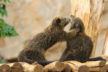 İki bebek binturong ya da musang ağaçta oynuyorlar. İki sevimli komik tüylü hayvan yer ve oynar..