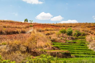 Tipik Madagaskar manzarası. Ana yol boyunca Vohiposa yakınlarındaki küçük tepelerde yeşil ve sarı pirinç tarlaları. yeşil çimen ve parlak toprak