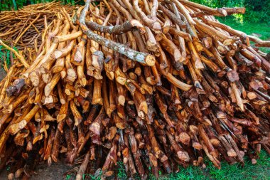 a pile of planed branches with the bark removed from a cinnamon tree Lauraceae in Ceylon clipart