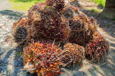 Büyük olgun palmiye yağı yığını, palmiye yağı üretimi için hazır.