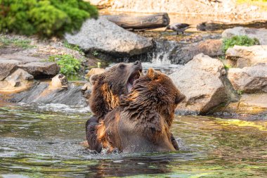 İki vahşi boz ayı, suda oynayan ursus arctos. Ayılar suda savaşırlar, çeşitli pozlar alırlar, ağzı açık ve etrafa su sıçratırlar.