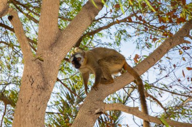 Kızıl Göbekli Lemur, Eulemur Rubriventer, Madagaskar yağmur ormanları doğu kıyısı. Şirin primat portresi. Yakın plan. Madagaskar 'a özgü. Kimony Park Oteli