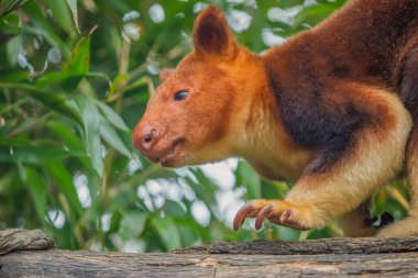 Goodfellow's Tree Kangaroo, dendrolagus goodfellowi buergersi, Adult closeup. portrait of very cute rare red animal. arboreal endemic of new guinea. clipart