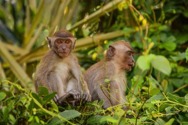 Tufted gri langur Semnopithecus priam 'ın portresi, Madras gri langur ve Coromandel kutsal langur olarak da bilinir. Gri komik tüylü maymun doğal yaşam alanında özgür yaşıyor, Malezya şehir parkında.