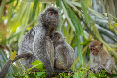 Tufted gri langur Semnopithecus priam 'ın portresi, Madras gri langur ve Coromandel kutsal langur olarak da bilinir. Gri komik tüylü maymun doğal yaşam alanında özgür yaşıyor, Malezya şehir parkında.