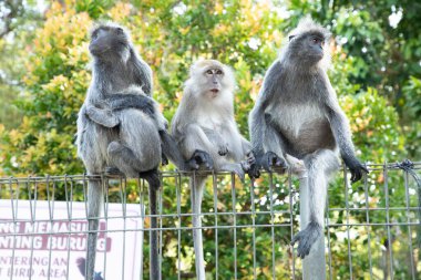 Tufted gri langur Semnopithecus priam 'ın portresi, Madras gri langur ve Coromandel kutsal langur olarak da bilinir. Gri komik tüylü maymun doğal yaşam alanında özgür yaşıyor, Malezya şehir parkında.