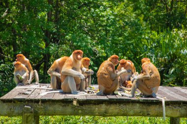 Borneo, Mangrove 'daki Proboscis Monkey Nasalis Larvatus. Vahşi doğada uzun burunlu komik kırmızı maymunlar. Küçük bir platformda oturup yemek yemek.