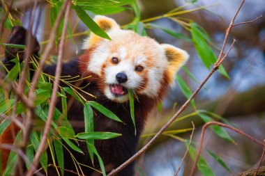 Kırmızı panda Ailurus fulgens, küçük bir memelidir. parlak kırmızı kürklü ve geniş şirin ağızlıklı sevimli, tüylü bir hayvan bir ağaca oturur ve genç bambu filizlerini yer.