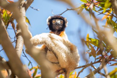 Endangered Coquerels Sifaka Lemur Propithecus coquereli .Little cute white haired primate with big surprised eyes in his natural habitat, in forest on Madagascar. clipart