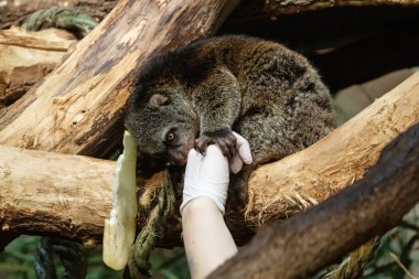 Şirin vahşi ayı cuscus aulirops ursinus arboreal. Ağaçlarda yaşayan küçük, sevimli, ender bulunan bir hayvan. Cep telefonlu insan eli, hayvanın fotoğrafını çekiyor.