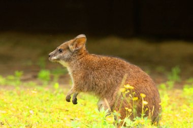 Bennett 'in vallabisi Macropus veya Notamacropus rufogriseus, kırmızı boyunlu valabis, orta büyüklükte keseli, doğu Avustralya, Tazmanya, Yeni Zelanda' da yaygın. Parma kangurusu ve şirin bir bebek.