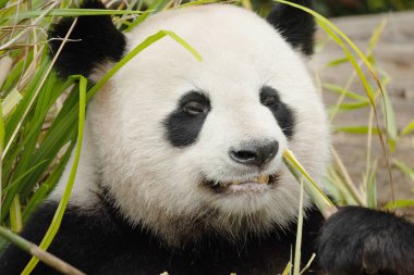 Seçici odak noktasında dev bir panda portresi. Komik siyah beyaz ayı bambu yer. göz teması