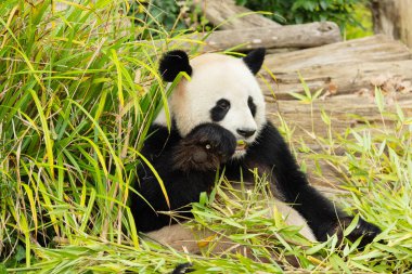 Seçici odak noktasında dev bir panda portresi. Komik siyah beyaz ayı bambu yiyor..