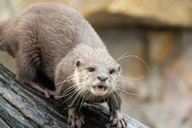 Asyalı küçük pençeli su samuru Amblonyx cinerea, aynı zamanda doğulu küçük pençeli su samuru veya kayanın üzerindeki küçük pençeli su samuru olarak da bilinir. Küçük sevimli kahverengi bir hayvanın detaylı portresi.